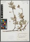 Foto von Salix alba subsp. micans (Andersson) Rech. f.